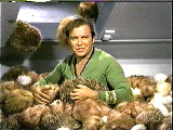 I Love Tribbles (Click here!)